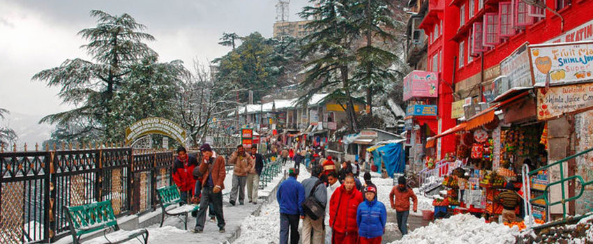 shimla tempo traveller